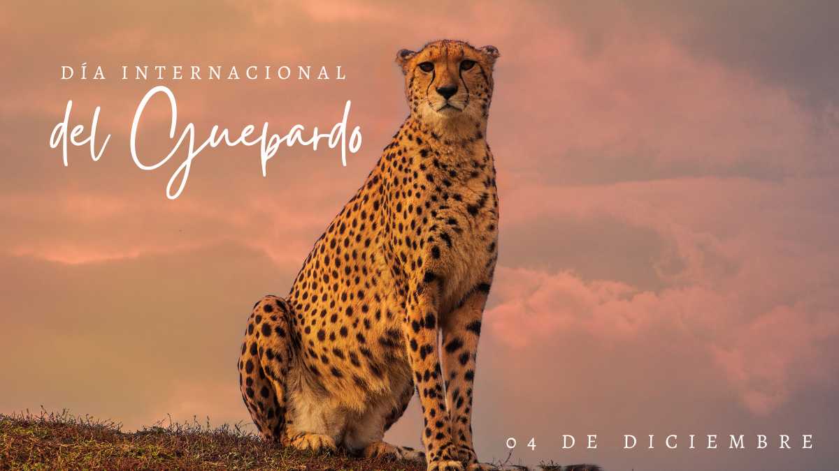 Día Internacional del Guepardo