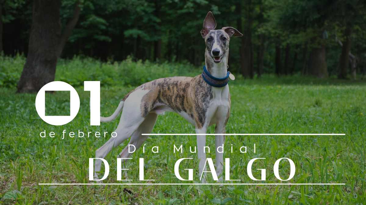 Día Mundial del Galgo