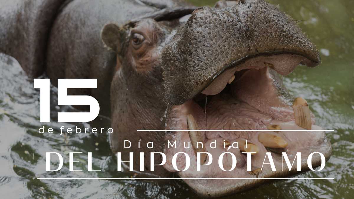 Día Mundial del Hipopótamo