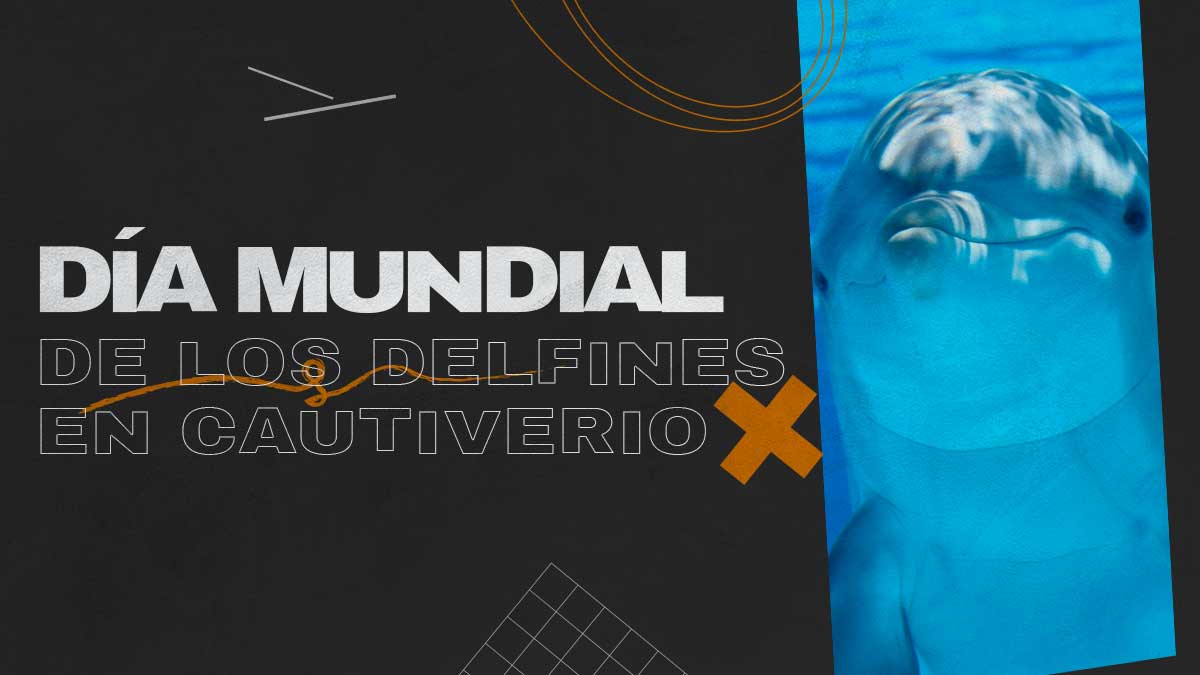 04 de julio Revista Marketing Dia Mundial de los delfines en cautiverio