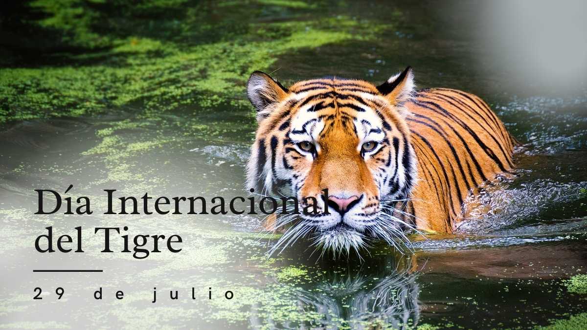 Día Internacional del Tigre
