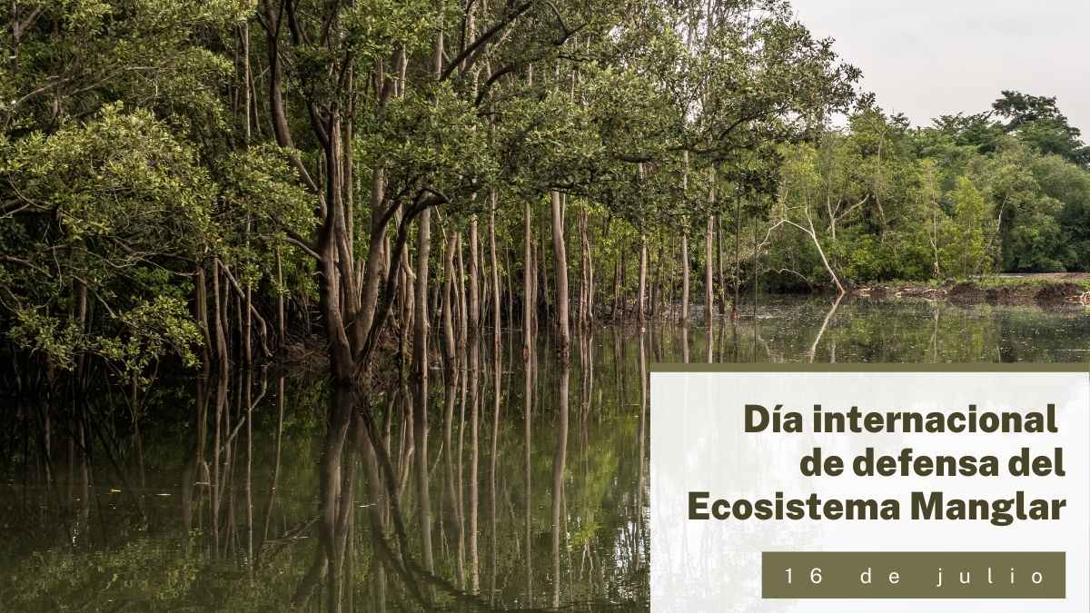 Día Internacional de defensa del Ecosistema Manglar
