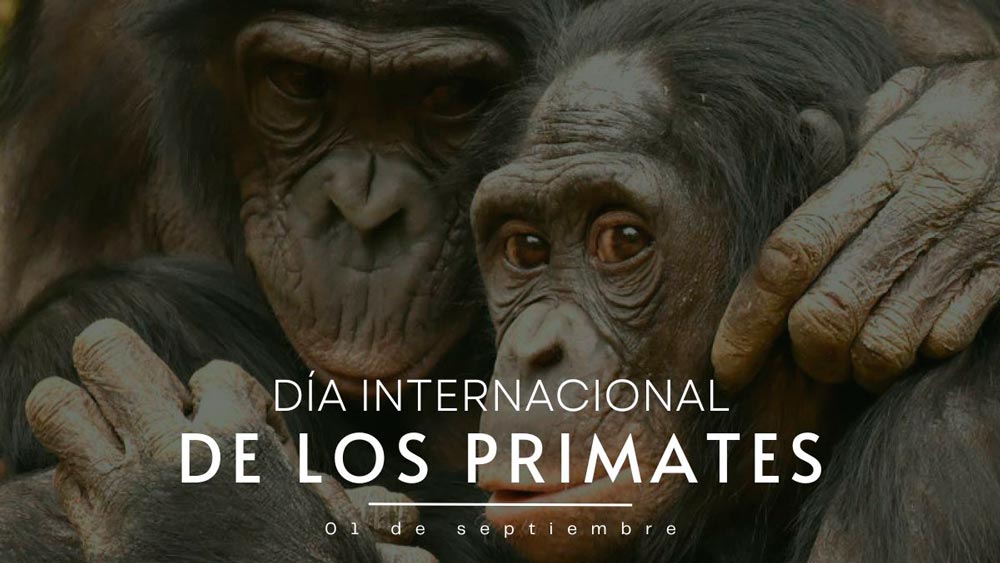 Día Internacional de los Primates