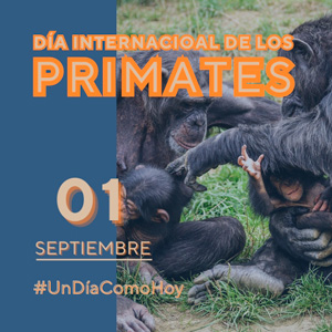 01 de septiembre Dia Internacional de los Primates