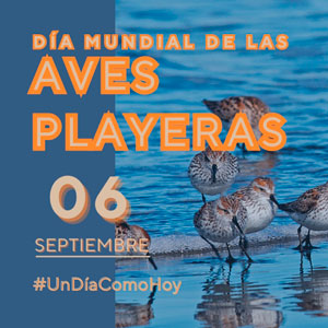 06 de septiembre Dia Mundial de las Aves Playeras