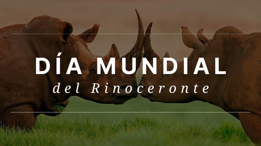 22 de septiembre Dia Mundial del Rinoceronte