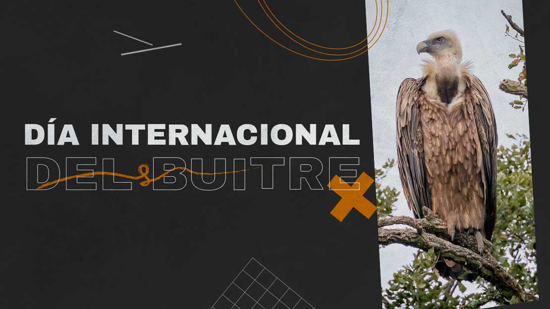 Día Internacional del Buitre