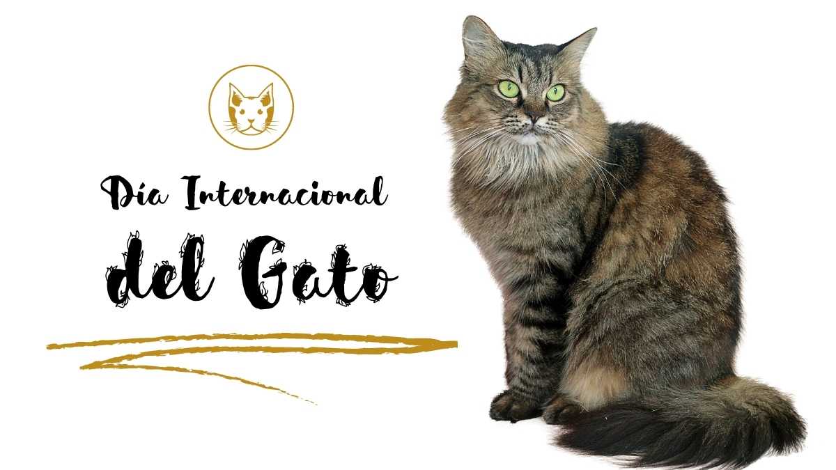 Día Internacional del Gato